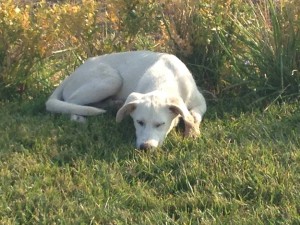 1384324_10151961497019174_1701093615_n